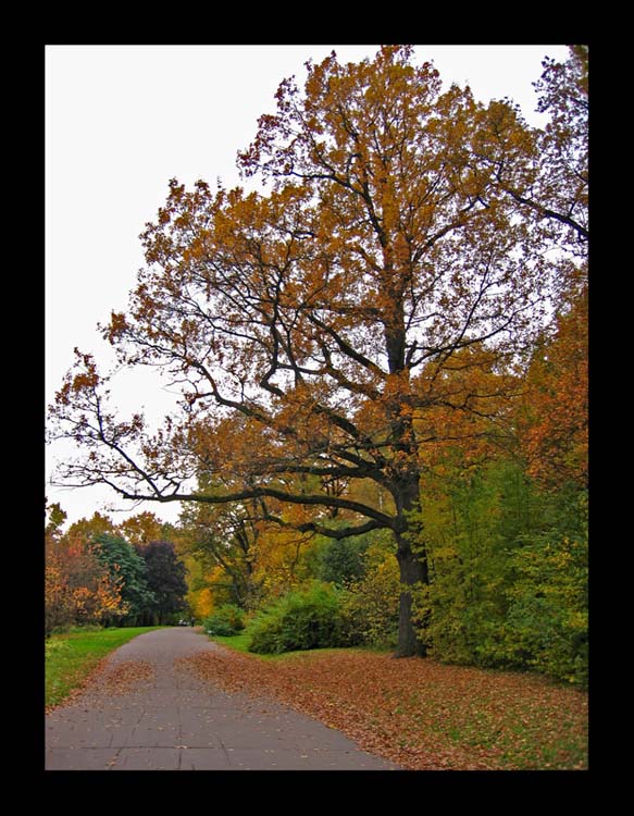 photo "Immemorial Oak. Autumn." tags: landscape, autumn, forest