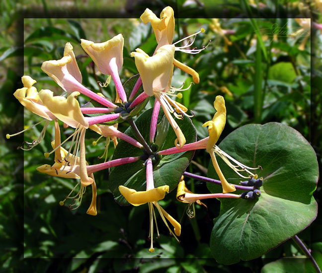 photo "Unusual..." tags: nature, macro and close-up, flowers