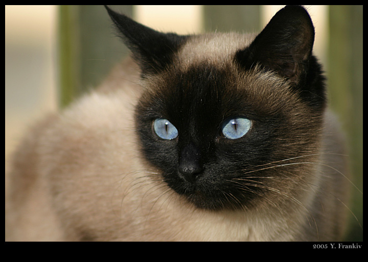 photo "Cat with blue eyes" tags: nature, portrait, pets/farm animals