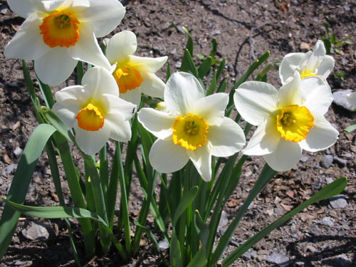 photo "May flowers" tags: nature, flowers