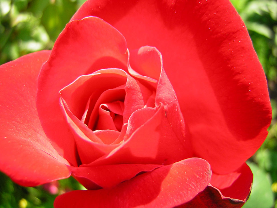 photo "rose" tags: nature, flowers