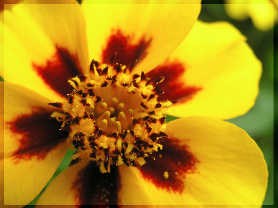 photo "In heart of a flower (continuation)" tags: macro and close-up, nature, flowers