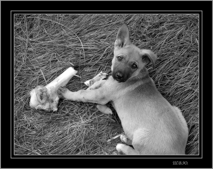 photo "Don`t look!... It`s my bone!" tags: nature, black&white, pets/farm animals