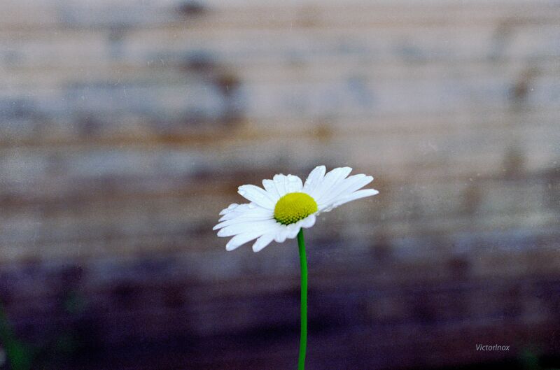 photo "Сamomile" tags: nature, flowers