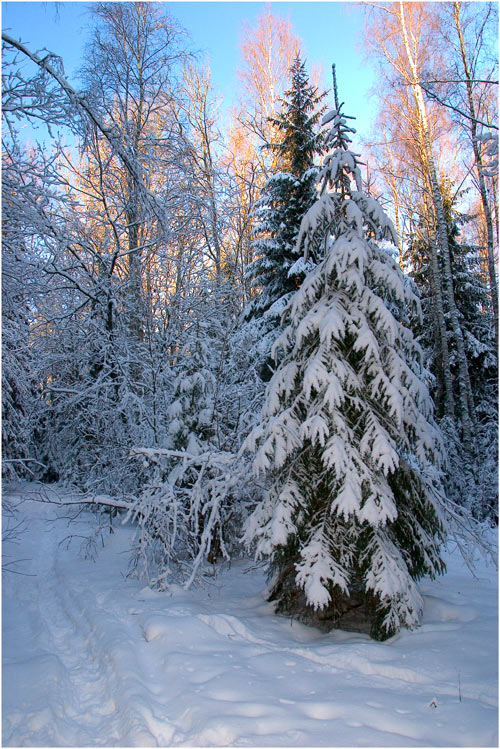 фото "Зимний лес" метки: пейзаж, зима, лес