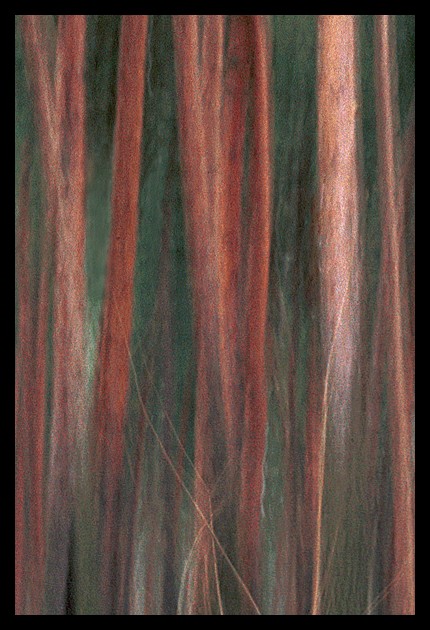 photo "Impressionism #2" tags: landscape, nature, forest