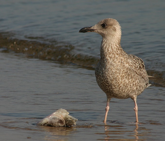 photo "Where is my fish?" tags: nature, wild animals