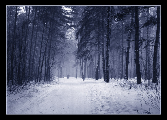 фото "лесная прогулка" метки: пейзаж, лес