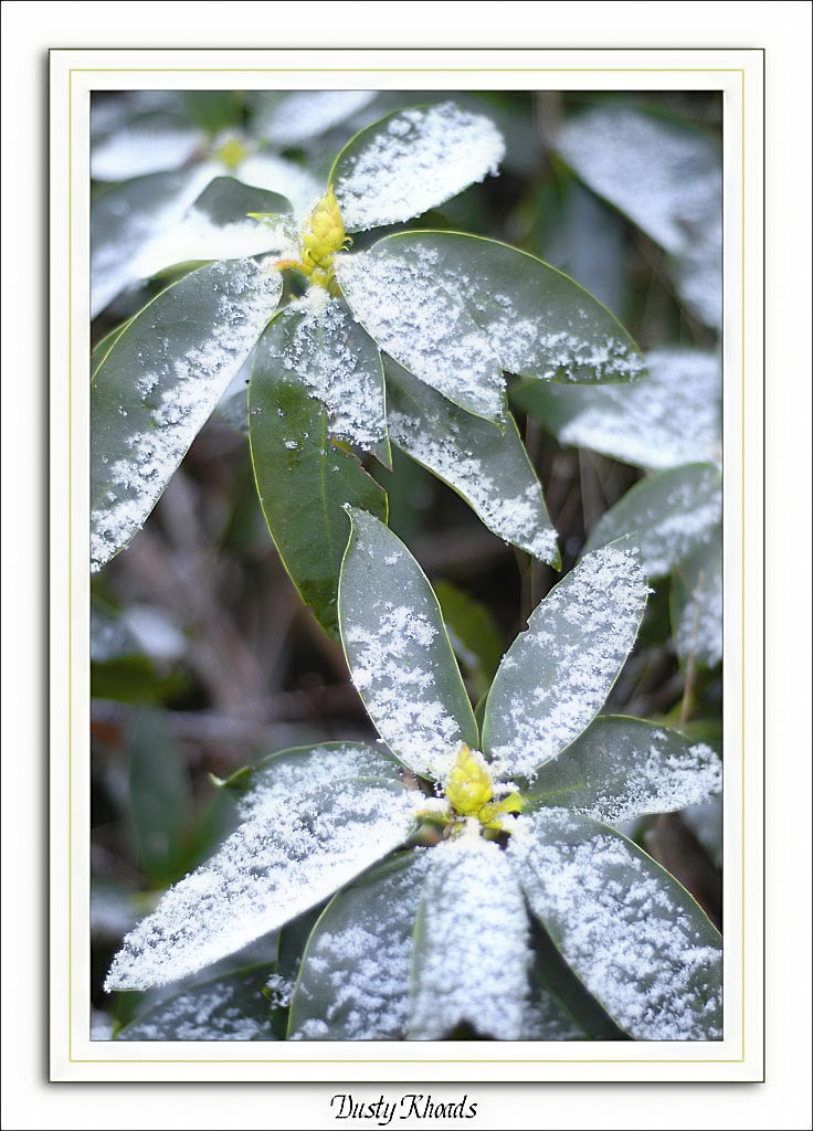 photo "Dusty Rhoads" tags: nature, flowers