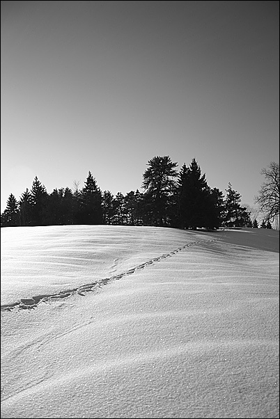 фото "Свет и тень (2)" метки: черно-белые, пейзаж, лес