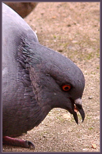 photo "Amber grain" tags: nature, wild animals