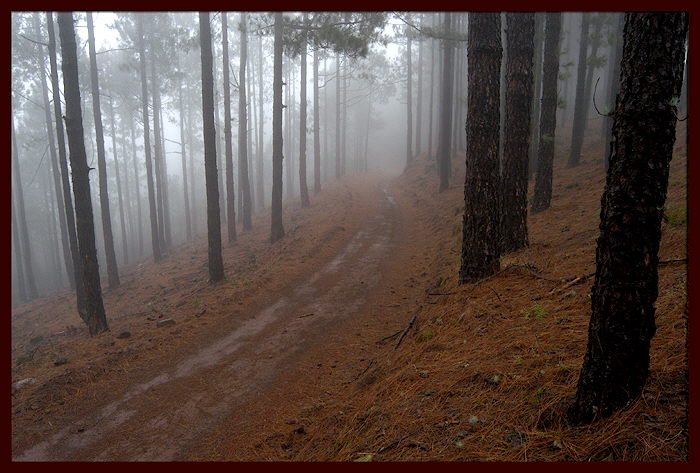 photo "It is dear in clouds" tags: landscape, forest