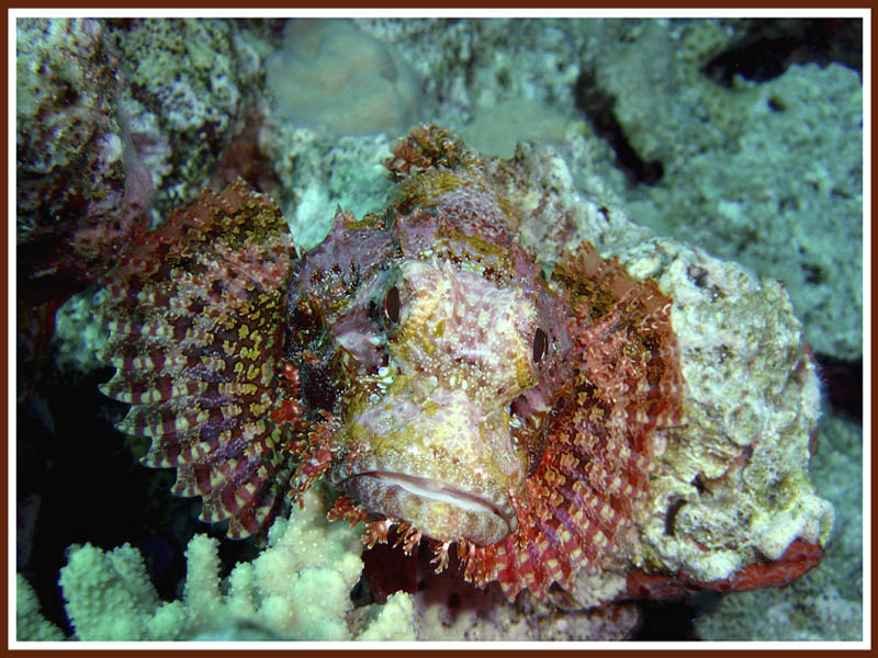 photo "Handsome" tags: misc., underwater, 