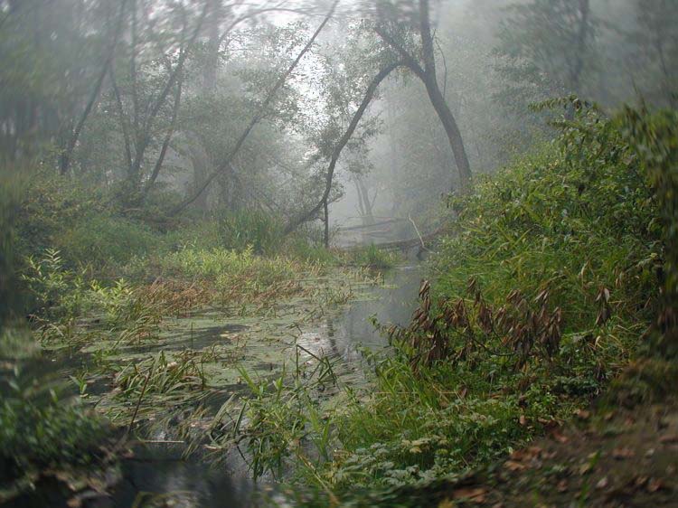 фото "Дым в лесу" метки: пейзаж, лес
