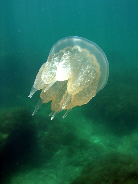 фото "Медуза" метки: подводные, фотомонтаж, 