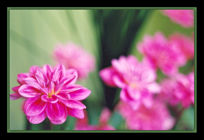photo "Dahlia" tags: nature, flowers