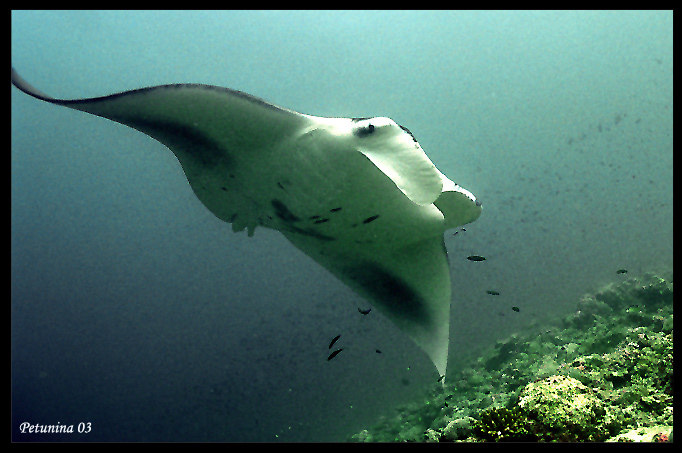 фото "Manta ray (Maldives last year)" метки: подводные, 