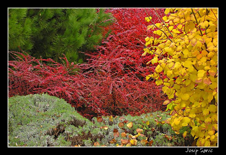 photo "Colors of Vergina" tags: travel, nature, Europe, flowers