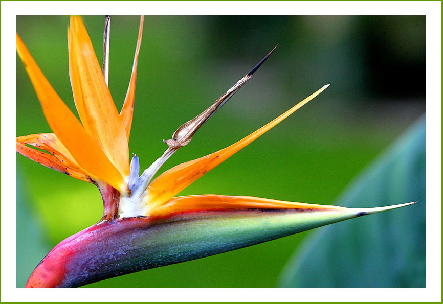 photo "STAR" tags: nature, macro and close-up, flowers