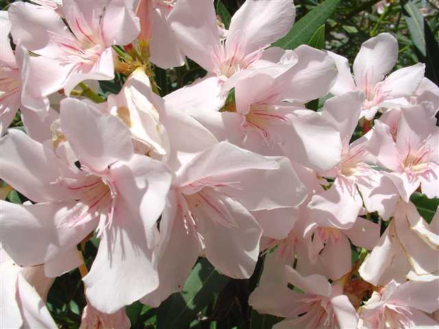 photo "Flowers" tags: nature, flowers