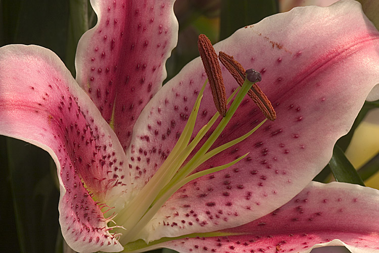 photo "Tiger Lily" tags: nature, flowers