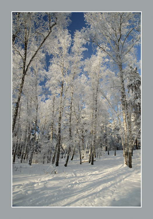 photo "Russian beauties" tags: landscape, winter
