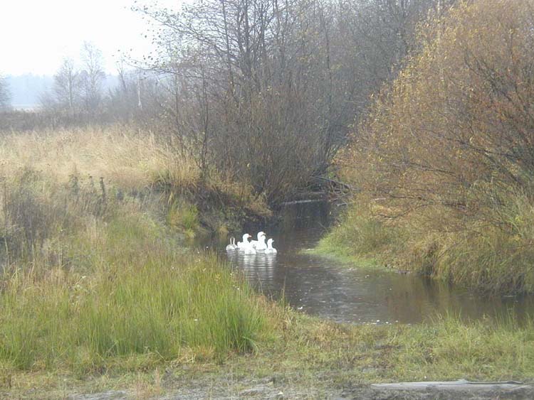 photo "The scared ducks" tags: nature, landscape, autumn, pets/farm animals