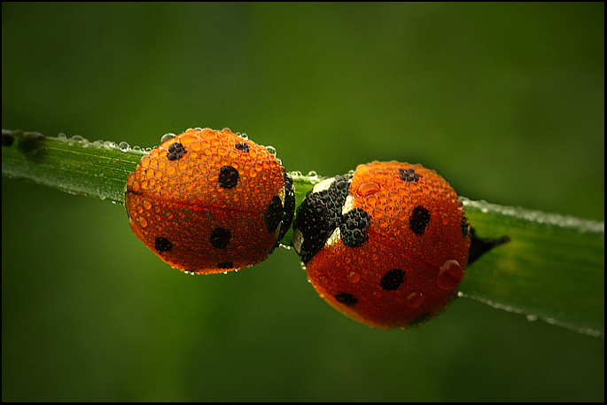 photo "lovers" tags: nature, macro and close-up, insect