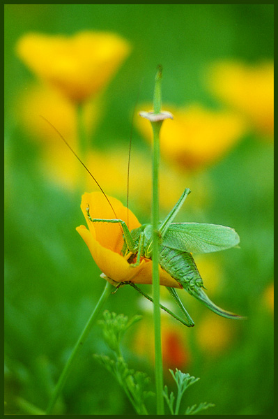 photo "Halt of the Don Kikhot" tags: macro and close-up, nature, insect