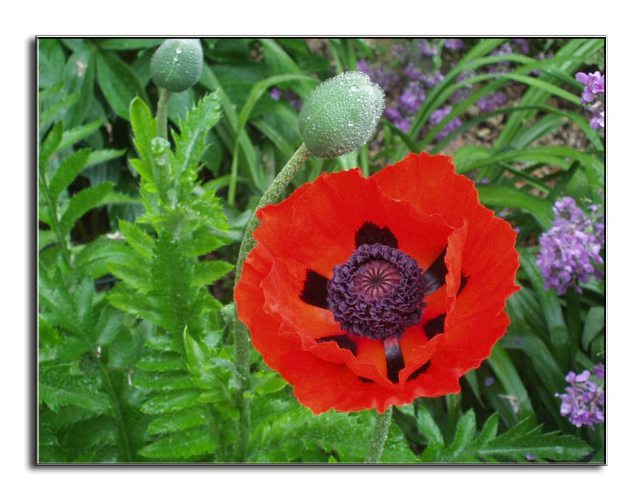 photo "Poppy Ruffles" tags: nature, macro and close-up, flowers