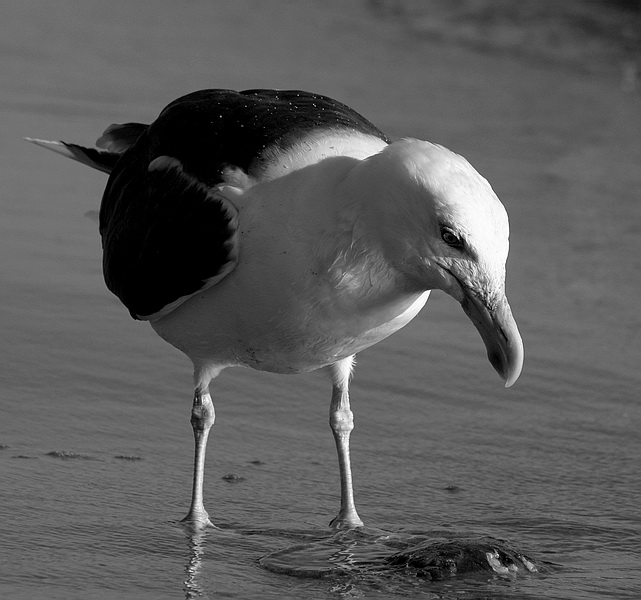 photo "What a strange rock." tags: nature, wild animals