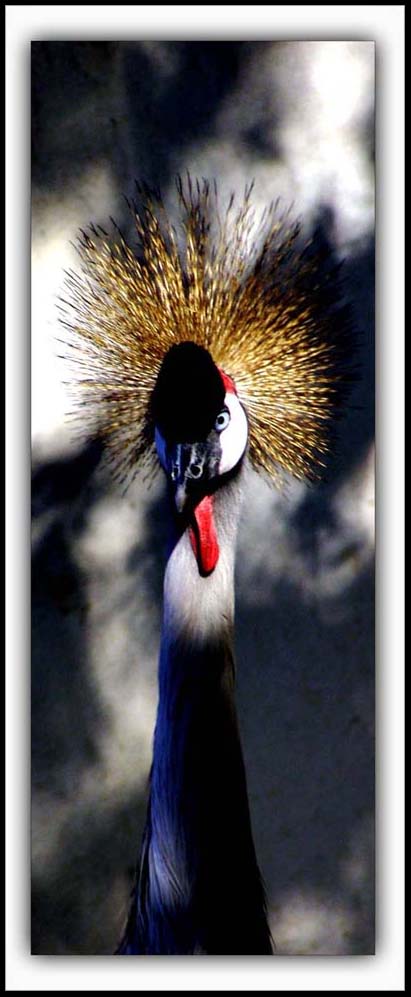 photo "Bird" tags: nature, wild animals