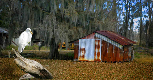 photo "Swamp Scene" tags: landscape, winter