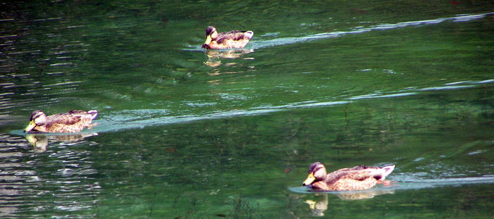 photo "race" tags: nature, landscape, autumn, pets/farm animals