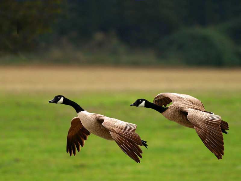 photo "Cruisin` On In" tags: nature, wild animals