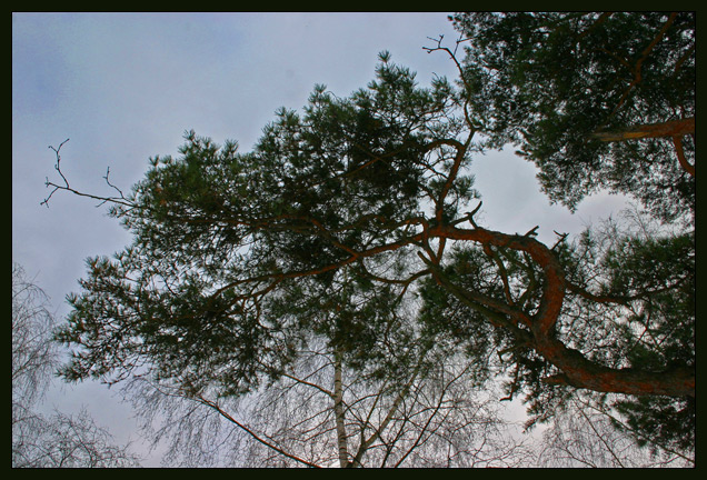 photo "The Twig" tags: nature, flowers