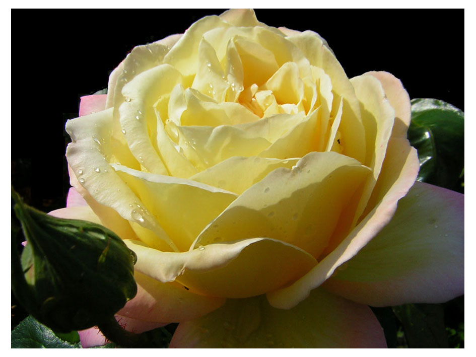 photo "rose#1" tags: nature, flowers