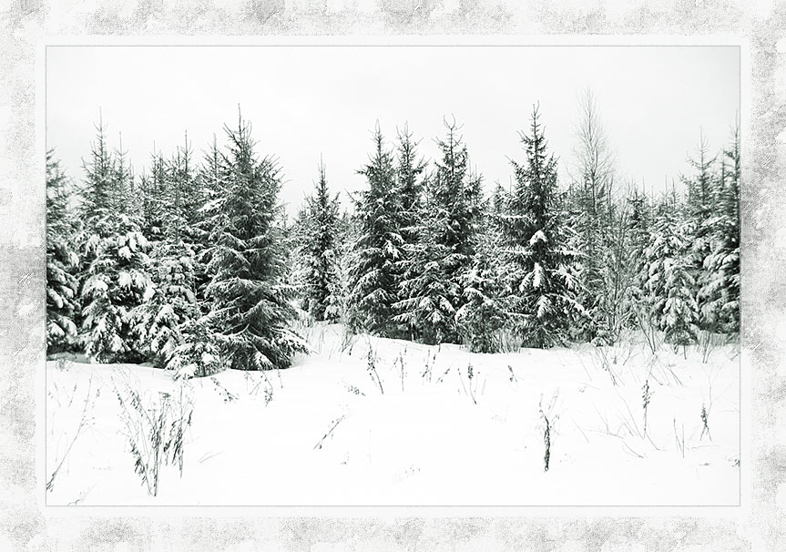 photo "Winter graphics" tags: landscape, black&white, winter