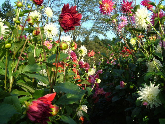 фото "Greeting Dahlias" метки: разное, природа, цветы