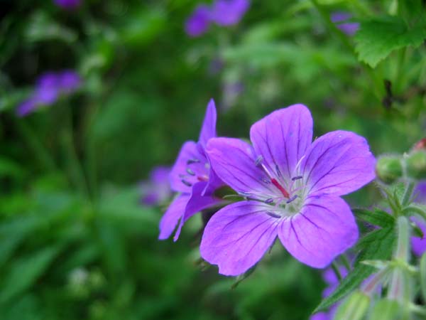 photo "Flowers" tags: nature, macro and close-up, flowers