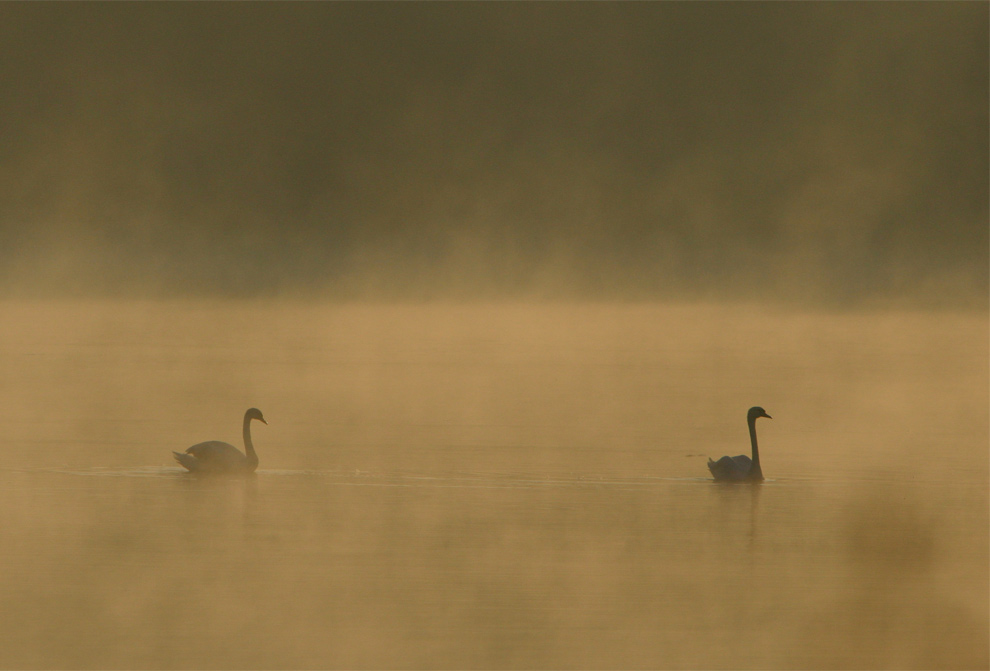 фото "foggy lake" метки: природа, пейзаж, вода