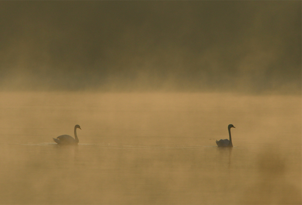 photo "foggy lake" tags: nature, landscape, water