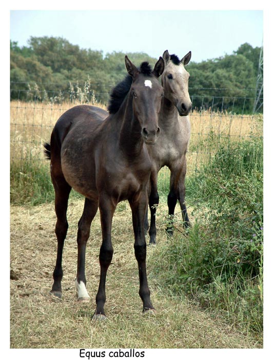 фото "Equus caballus" метки: природа, домашние животные