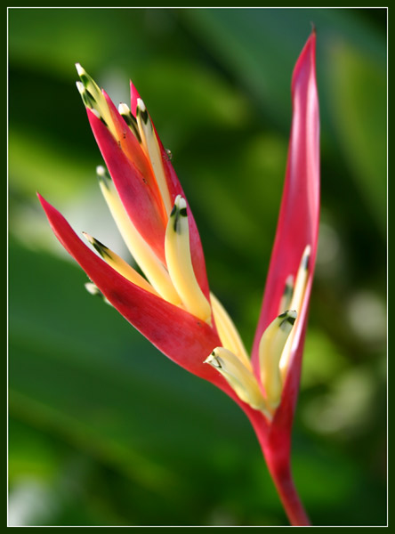 photo "Red on the green :)" tags: travel, nature, Asia, flowers