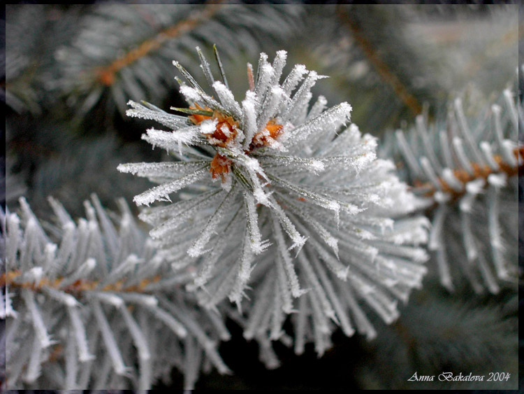 photo "Frostbite" tags: macro and close-up, nature, flowers