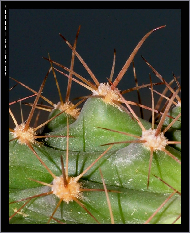 фото "Колючие барханы" метки: макро и крупный план, природа, цветы