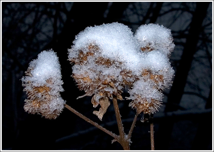 фото "Зимнее макро" метки: макро и крупный план, природа, цветы