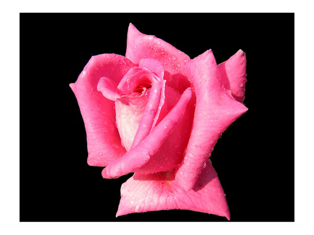 photo "rose#2" tags: nature, flowers