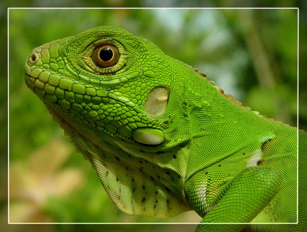 photo "Iguana baby" tags: nature, landscape, forest, wild animals