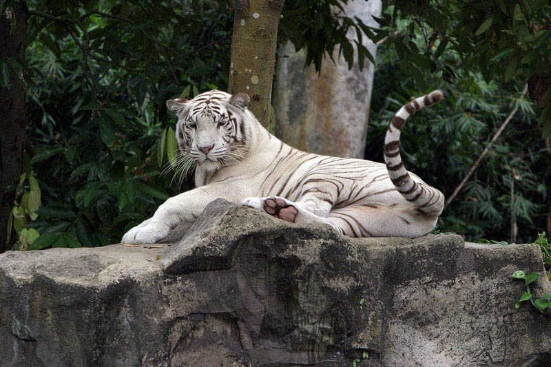 photo "Bengal tiger" tags: nature, wild animals